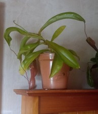 Nepenthes ventrata monkey for sale  WAKEFIELD