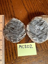 Mazon creek fossil for sale  Newark