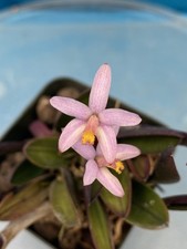 Laelia reginae pink for sale  San Francisco