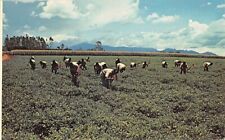 CHWAST ORZECHÓW ZIEMNYCH NA NASAWIE MALAWI POCZTÓWKA 1972 na sprzedaż  Wysyłka do Poland