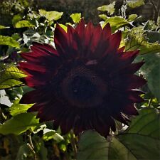 Black magic sunflower for sale  SOUTH CROYDON