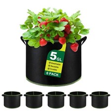 Wenya gallons plant for sale  UK
