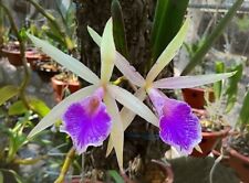 Brassocattleya nok noi for sale  Boynton Beach