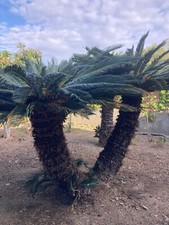 Pianta cycas doppia usato  Messina