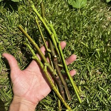 Fig tree cuttings for sale  Aynor