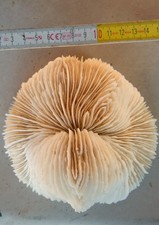 Conchiglia shell madrepora usato  Torino