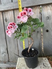 Geranium live plant for sale  San Jose