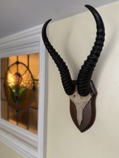 Taxidermy springbok antelope for sale  ILFRACOMBE