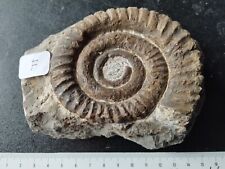 Anetoceras ammonite déroulée d'occasion  Chambourg-sur-Indre
