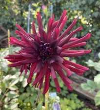 Dahlien dahlienknollen farben gebraucht kaufen  Erfurt