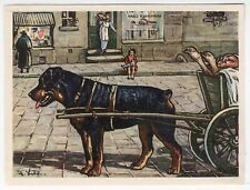 Rottweiler 1952 dog d'occasion  Expédié en Belgium