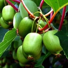 Kiwi berry seeds for sale  Kennett Square