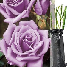 Fragrant climbing bush for sale  BIRMINGHAM