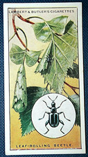 Leaf rolling beetle for sale  DERBY