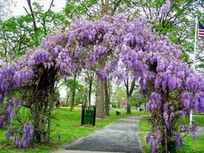 Amethyst falls wisteria for sale  Pelzer