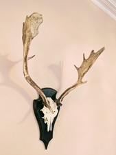 Fallow deer trophy for sale  MELROSE