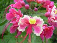 Caesalpinia pulcherrima pink for sale  Venice