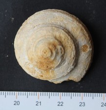 Gastéropode pleurotomaria fos d'occasion  Moyon