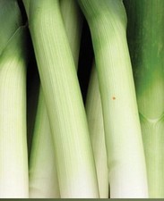 Leek plants musselburgh for sale  SETTLE