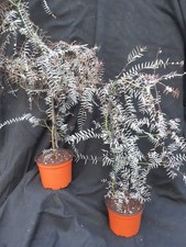 Terrarienpflanze phyllanthus n gebraucht kaufen  Lichtentanne