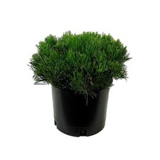 1.5 gal. dwarf for sale  Gloucester Point