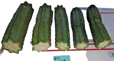 Five fresh cactus for sale  Riverside
