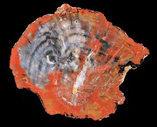 Stunning arizona petrified for sale Stunning arizona petrified for sale  Sammamish