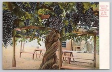 Largest grape vine for sale  Athens