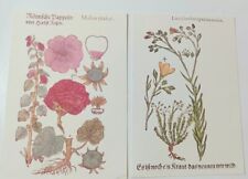 Due stampe botaniche usato  Teano
