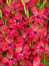 10x gladioli nanus for sale  CRAWLEY