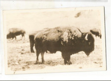Rppc yellowstone park for sale  Boston