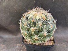 Coryphantha salm dyckiana usato  Massafra