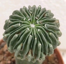 ariocarpus usato  Brindisi