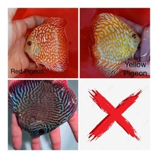 discus aquarium for sale discus aquarium for sale San Jose