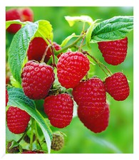 Himbeeren twotimer sugana gebraucht kaufen  Bensheim