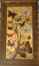 Farfalle quadro vintage usato  Vitorchiano
