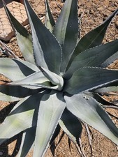 Agave weberi plant for sale  Altadena