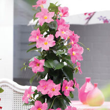 Mandevilla perennial flower for sale  IPSWICH