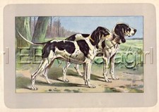 Dog grand gascon d'occasion  Expédié en Belgium