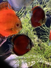 Live discus fish for sale  Shorewood