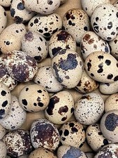 Jumbo coturnix quail for sale  ROCHDALE