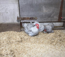 Lavender pekin bantam for sale  SOUTHAMPTON