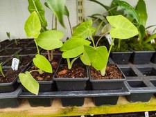 Xanthosoma lime zinger for sale Xanthosoma lime zinger for sale  HOLT