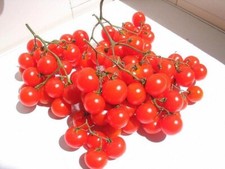 Cherry tomato riesentraube for sale  WOODBRIDGE