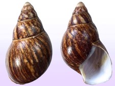 Landsnail archachatina margina usato Landsnail archachatina margina usato  Roma