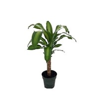 Dracaena plant creme for sale  Menifee