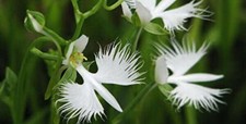 Ensemble orchidée héron d'occasion  Expédié en France