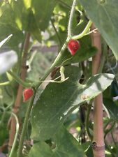 Kedrostis foetidissima graines d'occasion  Cahors