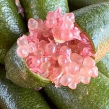Australian finger lime for sale  USA
