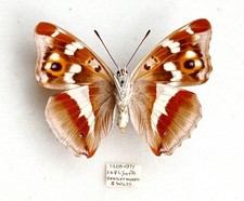Female underside british for sale  EASTLEIGH